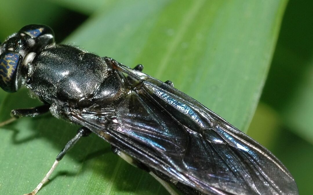 Black Soldier Fly (BSF): Tiny Insect with a Giant Impact