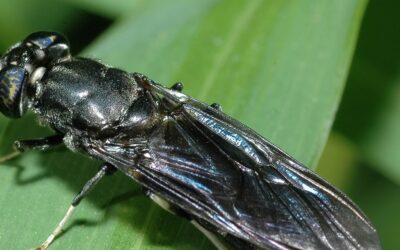 Black Soldier Fly (BSF): Tiny Insect with a Giant Impact