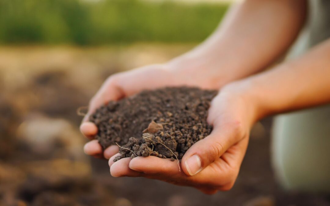 Faster, Cleaner, Greener: How BSF Tech is the Future of Composting