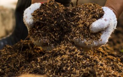 Using BSF Frass as Organic Fertilizer: Benefits for Soil Health